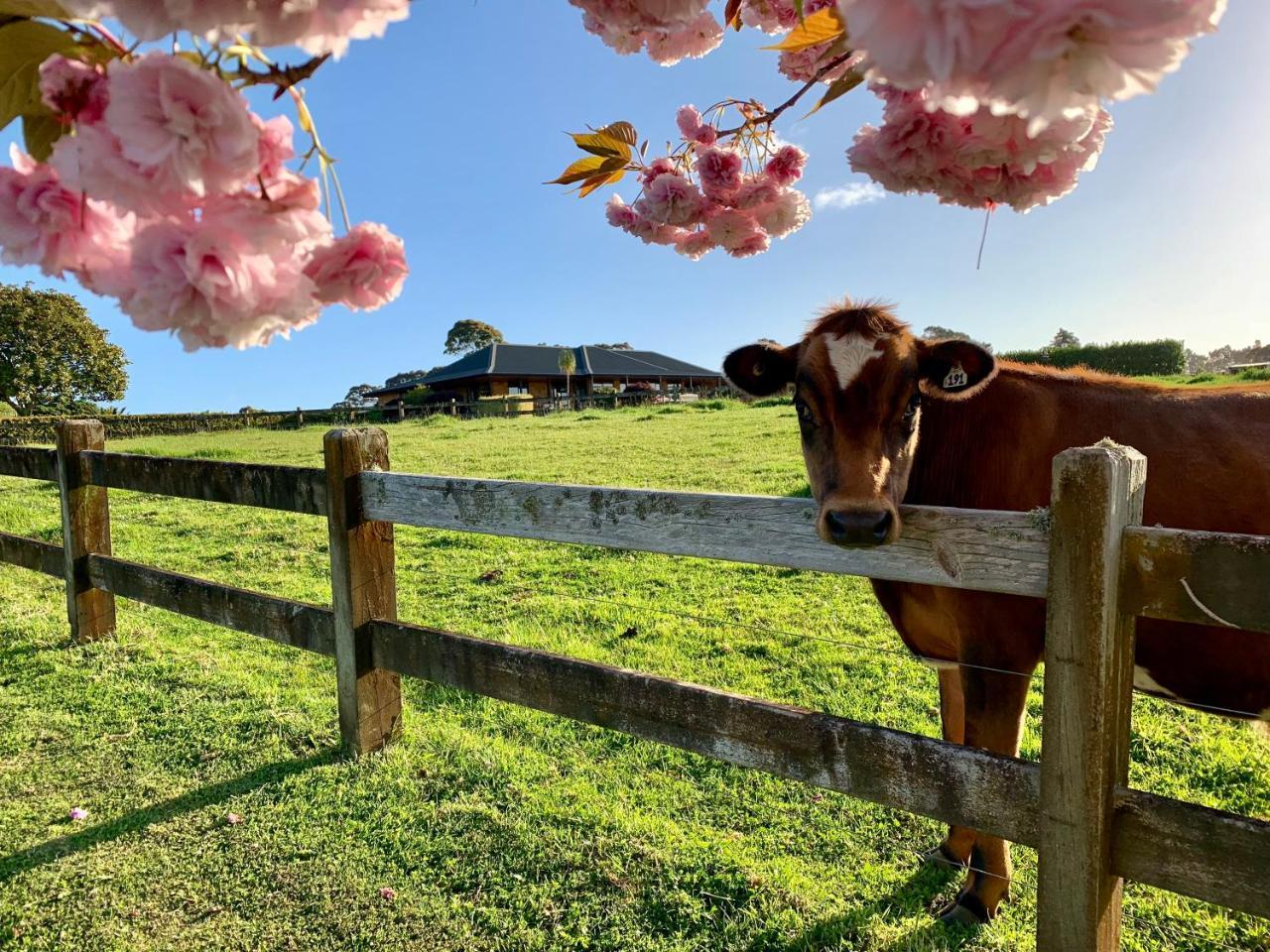 เฮฟเว่น เรสต์ บีแอนด์บี Bed & Breakfast Pukekohe ภายนอก รูปภาพ